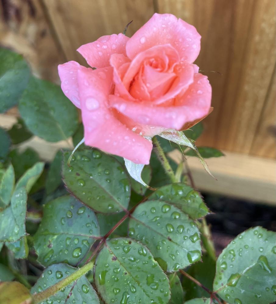 Photo of Rose (Rosa 'Sonia') uploaded by KatWoytek