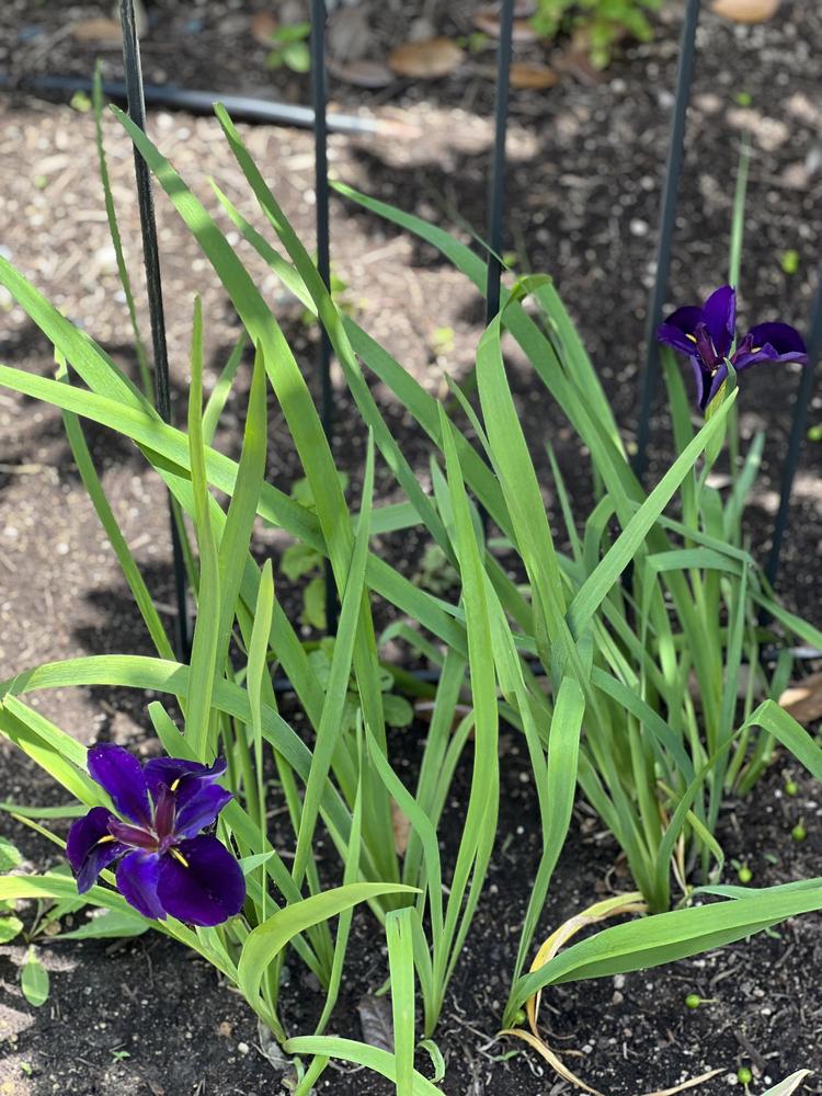 Photo of Irises (Iris) uploaded by KristiFlores