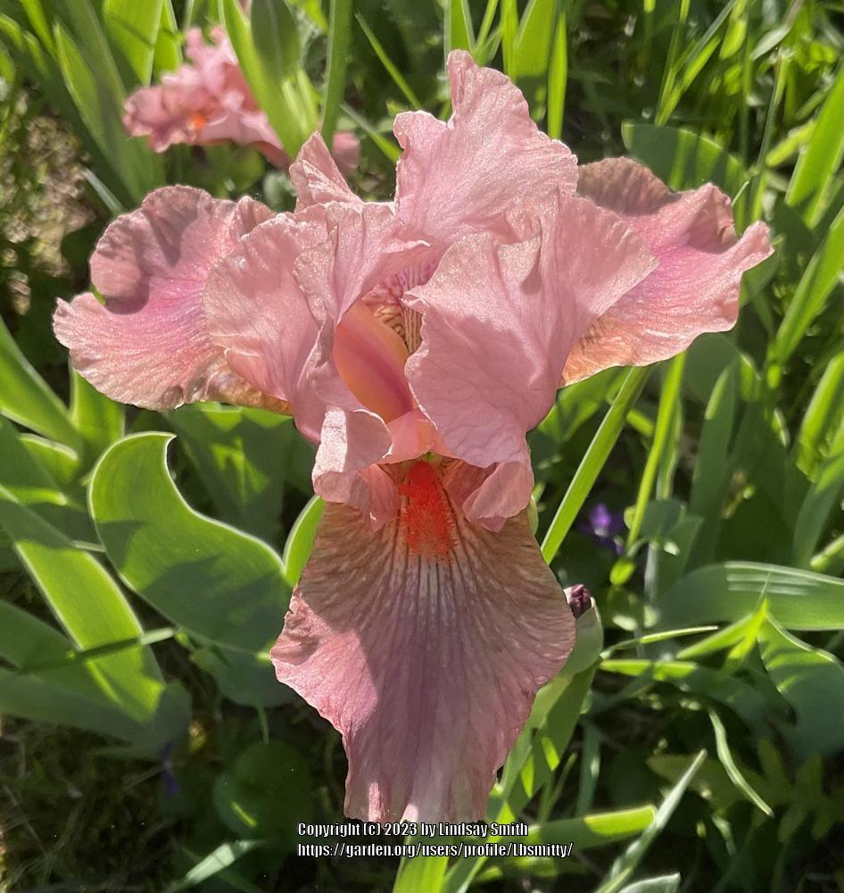 Photo of Intermediate Bearded Iris (Iris 'Strawberry Love') uploaded by Lbsmitty