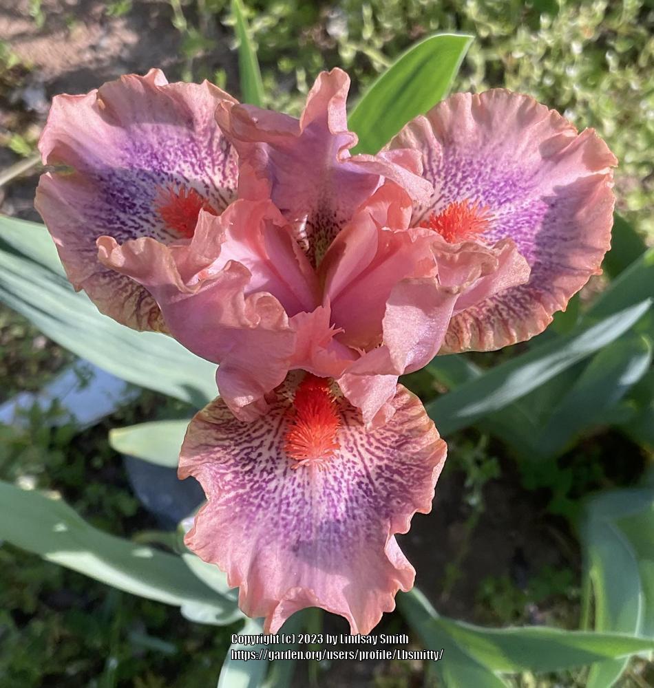 Photo of Standard Dwarf Bearded Iris (Iris 'Fruit Cup') uploaded by Lbsmitty