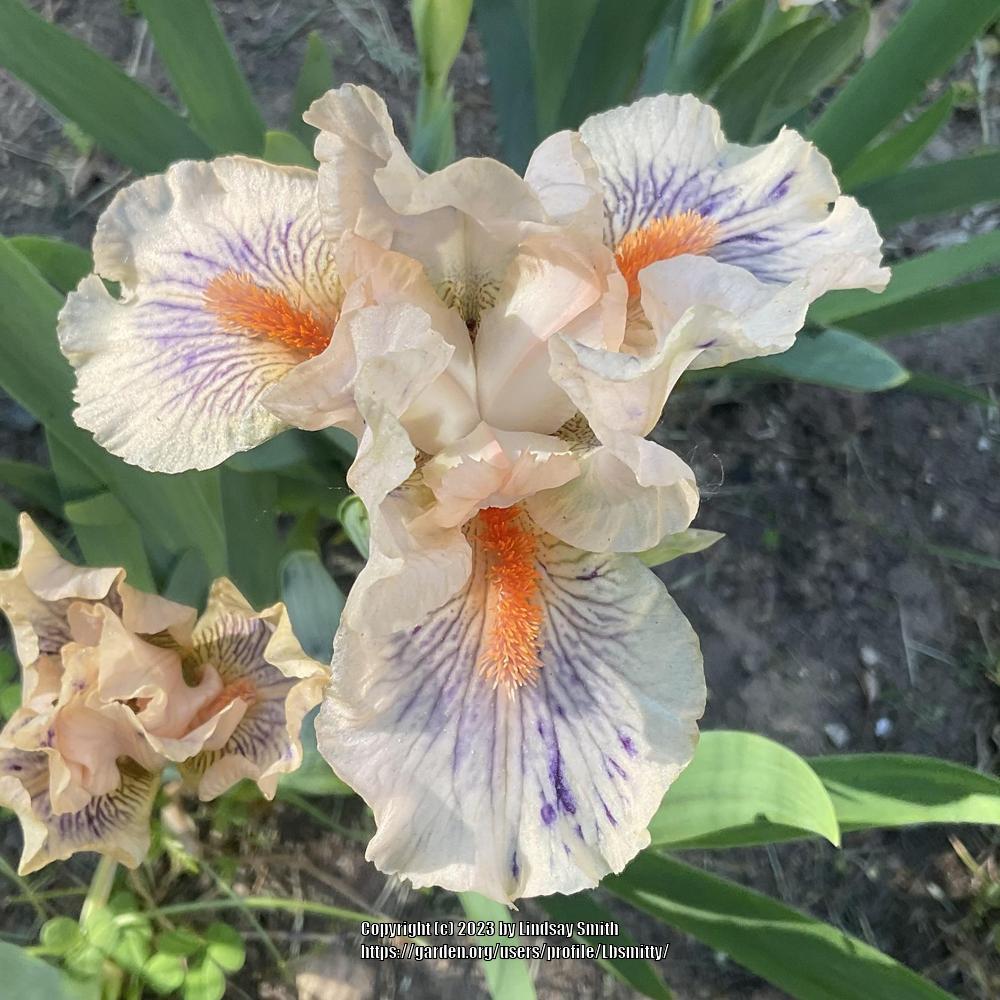 Photo of Standard Dwarf Bearded Iris (Iris 'Web of Desire') uploaded by Lbsmitty