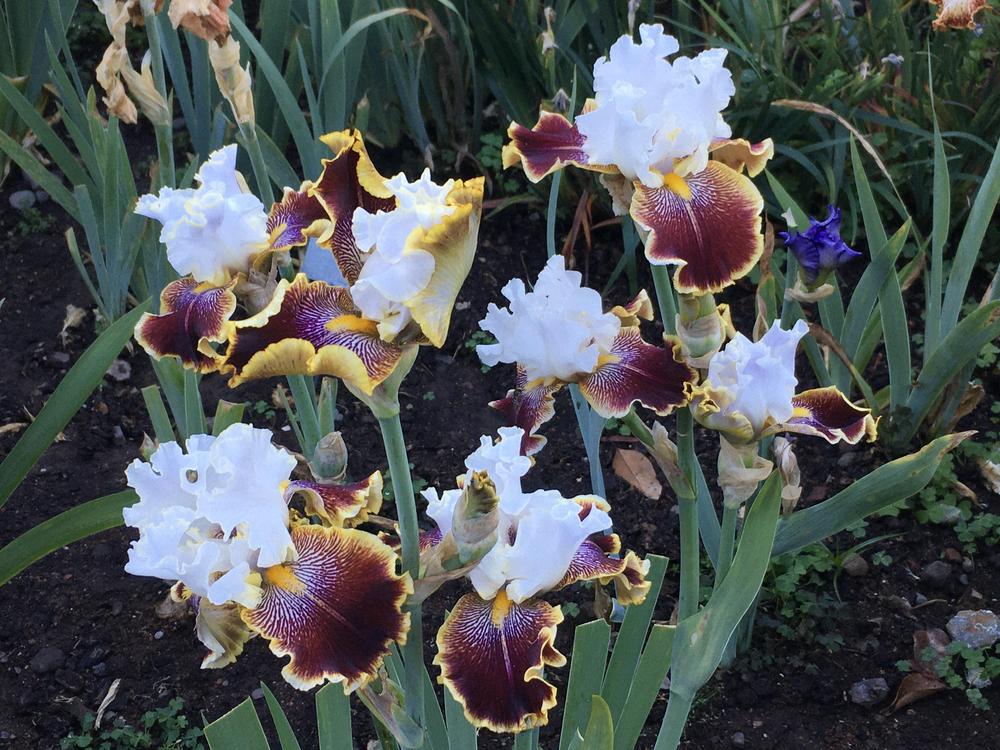 Photo of Tall Bearded Iris (Iris 'Carousel of Dreams') uploaded by Neela