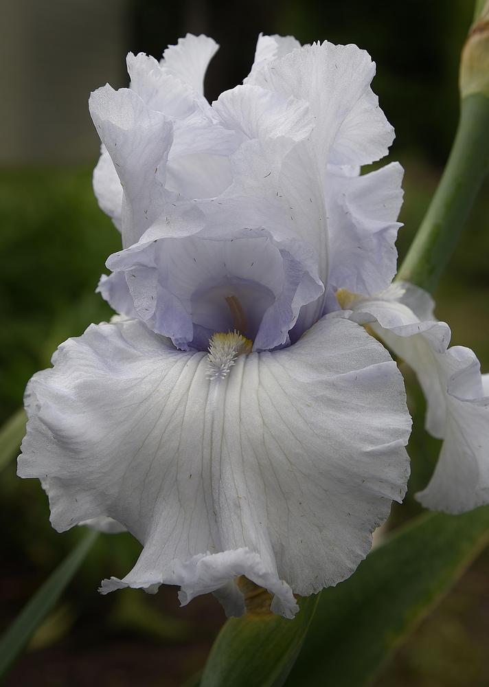 Photo of Tall Bearded Iris (Iris 'Tinted Crystal') uploaded by Polka45