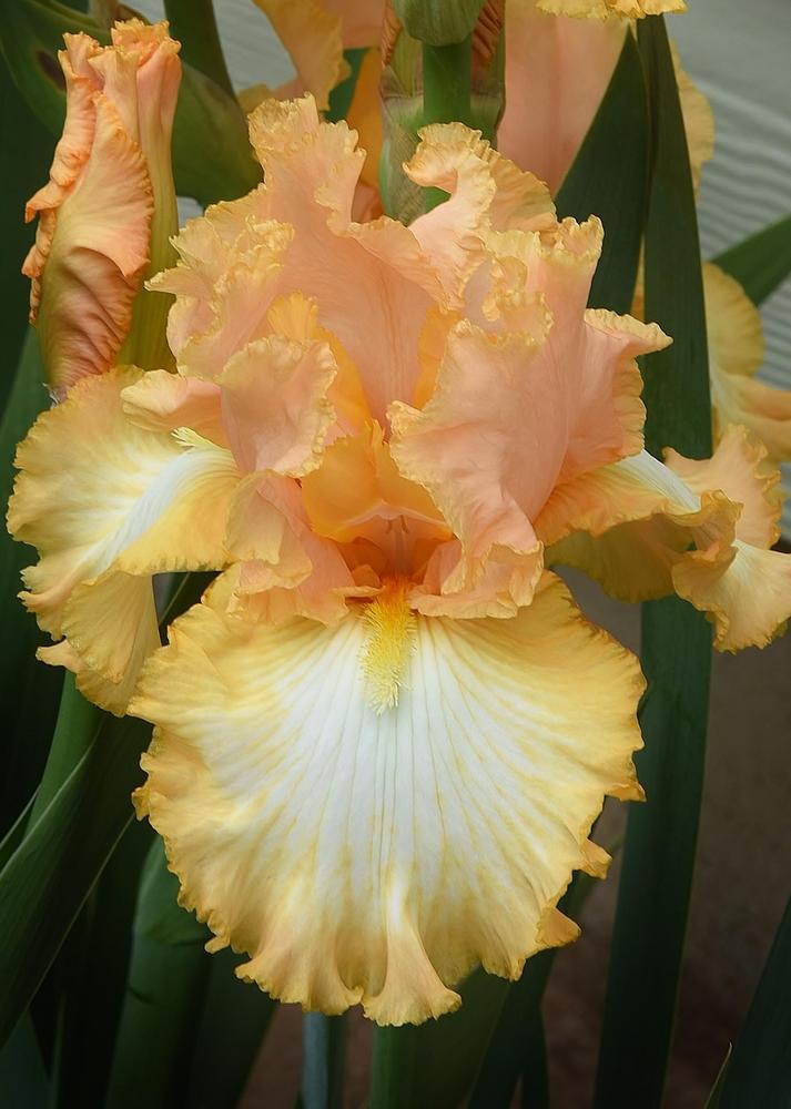 Photo of Tall Bearded Iris (Iris 'Barbara My Love') uploaded by Polka45