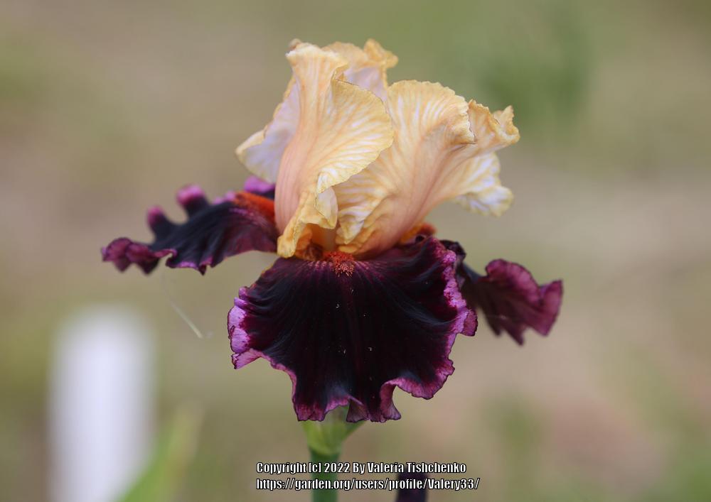 Photo of Tall Bearded Iris (Iris 'Raspberry Swirl') uploaded by Valery33
