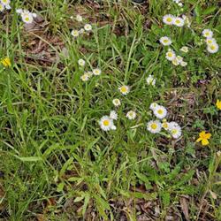 Location: Aberdeen, NC (S. Sycamore street)
Date: May 16, 2023
Annual Fleabane  # 446; RAB p. 1068, 179-44-4; LHB p. 1007, 194-5