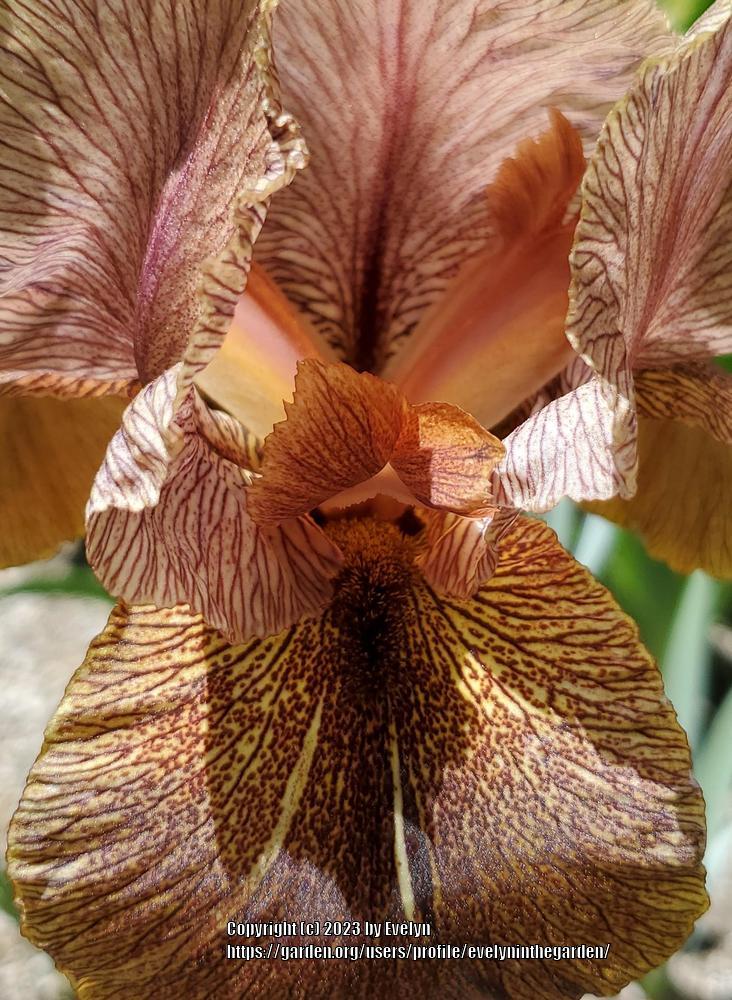 Photo of Arilbred Iris (Iris 'Sand Dancer') uploaded by evelyninthegarden