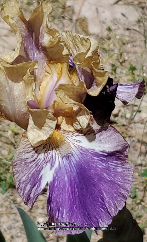 Photo of Tall Bearded Iris (Iris 'One Small Step') uploaded by evelyninthegarden