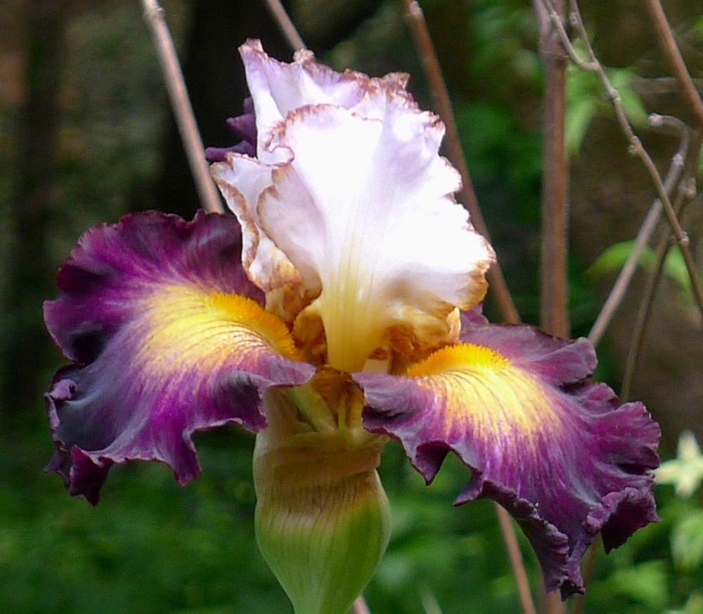 Photo of Tall Bearded Iris (Iris 'Superhero') uploaded by janwax