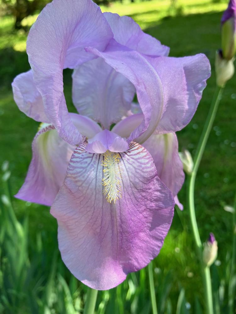 Photo of Tall Bearded Iris (Iris 'Pink Satin') uploaded by lharvey16