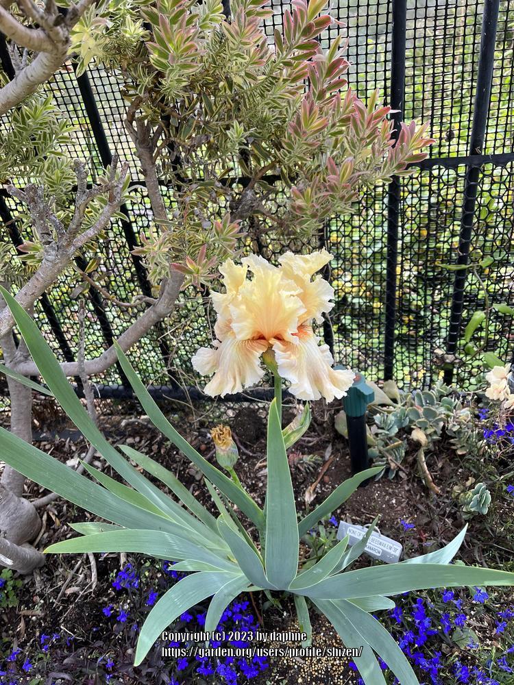 Photo of Tall Bearded Iris (Iris 'None of Your Beeswax') uploaded by shizen