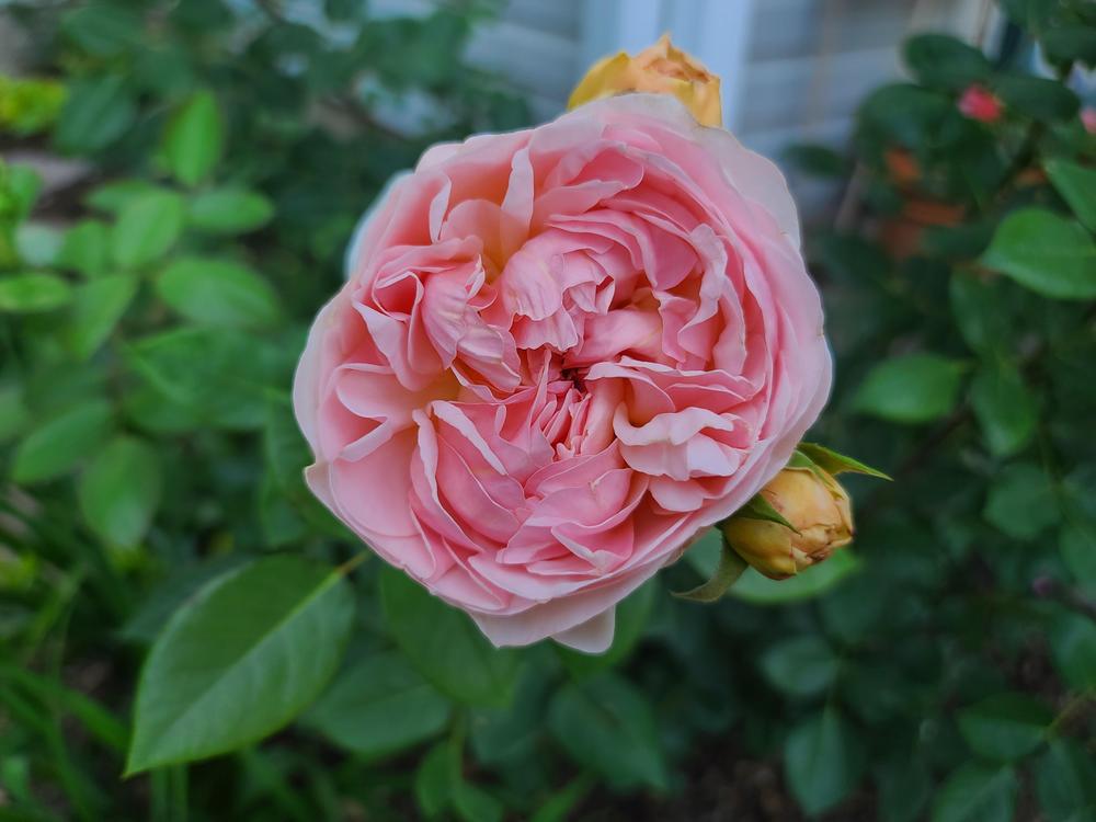 Photo of English Shrub Rose (Rosa 'Evelyn') uploaded by BrookeCarrollGant