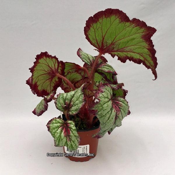 Photo of Begonia 'Ring of Fire' uploaded by Calif_Sue