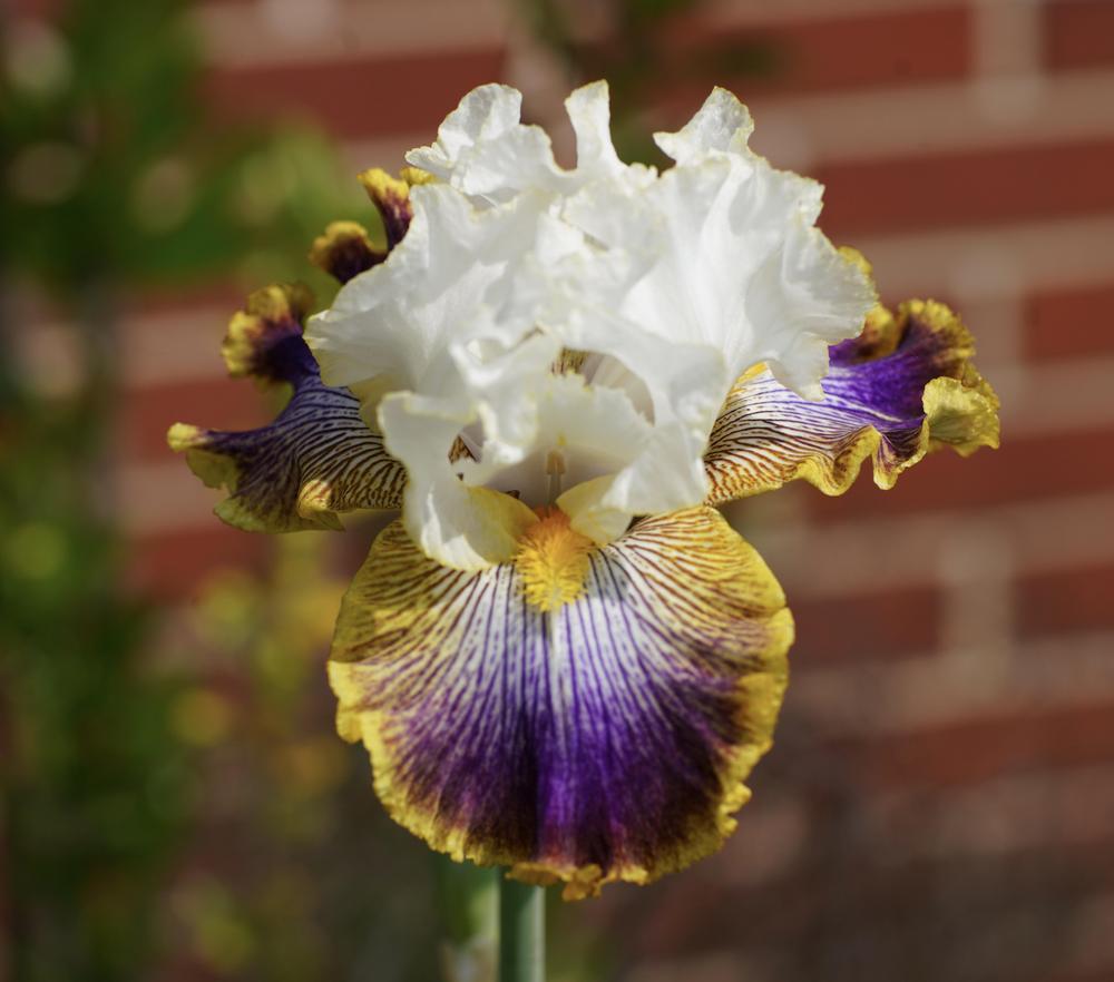 Photo of Tall Bearded Iris (Iris 'Patchwork Puzzle') uploaded by Islandview