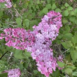 Location: Southern Maine
Date: 2023-05-16
This lilac is a top performer!