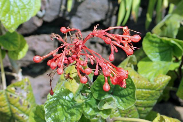 Photo of Flaming Glory Bower (Clerodendrum speciosissimum) uploaded by RuuddeBlock