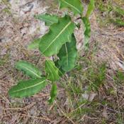 Claspingleaf milkweed #195; RAB page 851, 157-1-8. AG page 339, 6