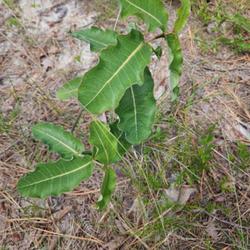 Location: Southern Pines, NC (Mill creek greenway along gas right if way area)
Date: May 18, 2023
Claspingleaf milkweed #195; RAB page 851, 157-1-8. AG page 339, 6