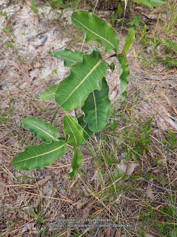 Photo of Clasping Milkweed (Asclepias amplexicaulis) uploaded by WebTucker