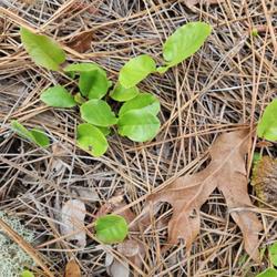 Location: Southern Pines, NC (Mill creek greenway along gas right if way area)
Date: May 18, 2023
Trailing Arbutus #401; RAB page 811, 145-15-1; LHB p. 764, 157-11