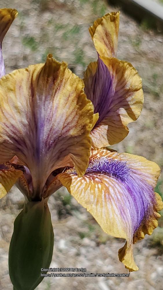Photo of Arilbred Iris (Iris 'Genetic Artist') uploaded by evelyninthegarden