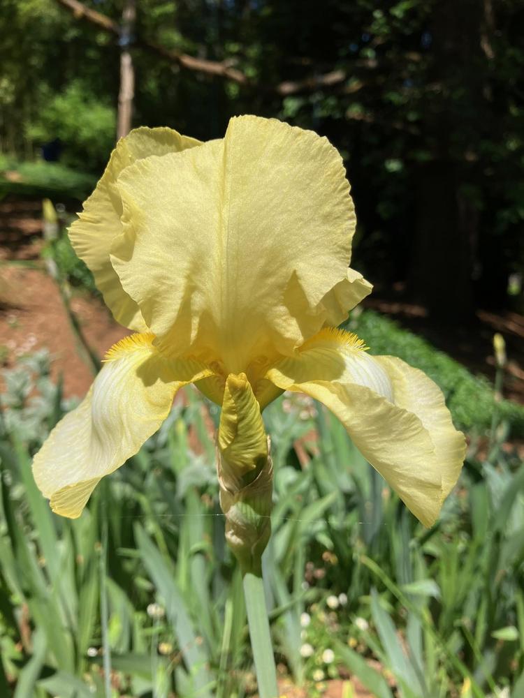 Photo of Tall Bearded Iris (Iris 'Desert Song') uploaded by lharvey16