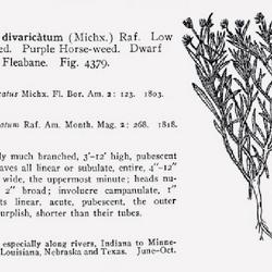 
Date: c. 1913
illustration [as Leptilon divaricatum] from Britton and Brown's '