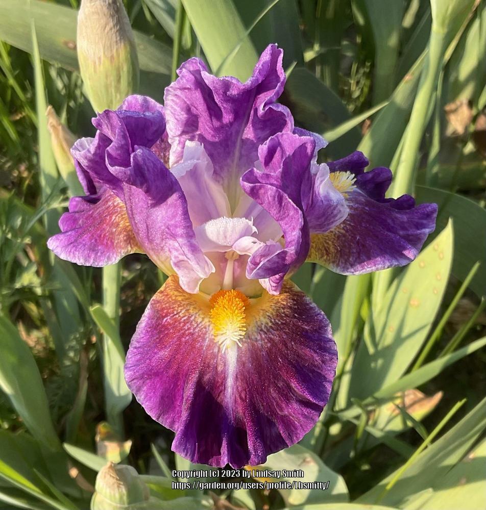 Photo of Intermediate Bearded Iris (Iris 'Backlit Beauty') uploaded by Lbsmitty