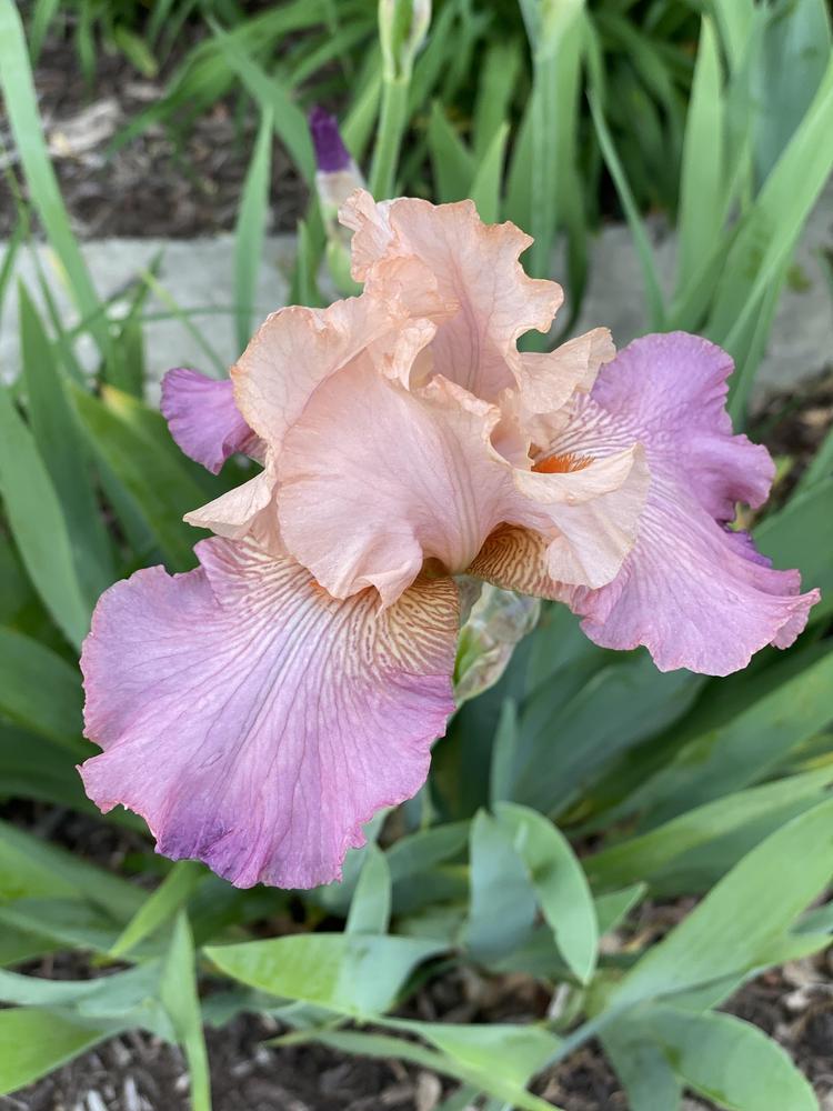Photo of Border Bearded Iris (Iris 'Love Goes On') uploaded by Legalily