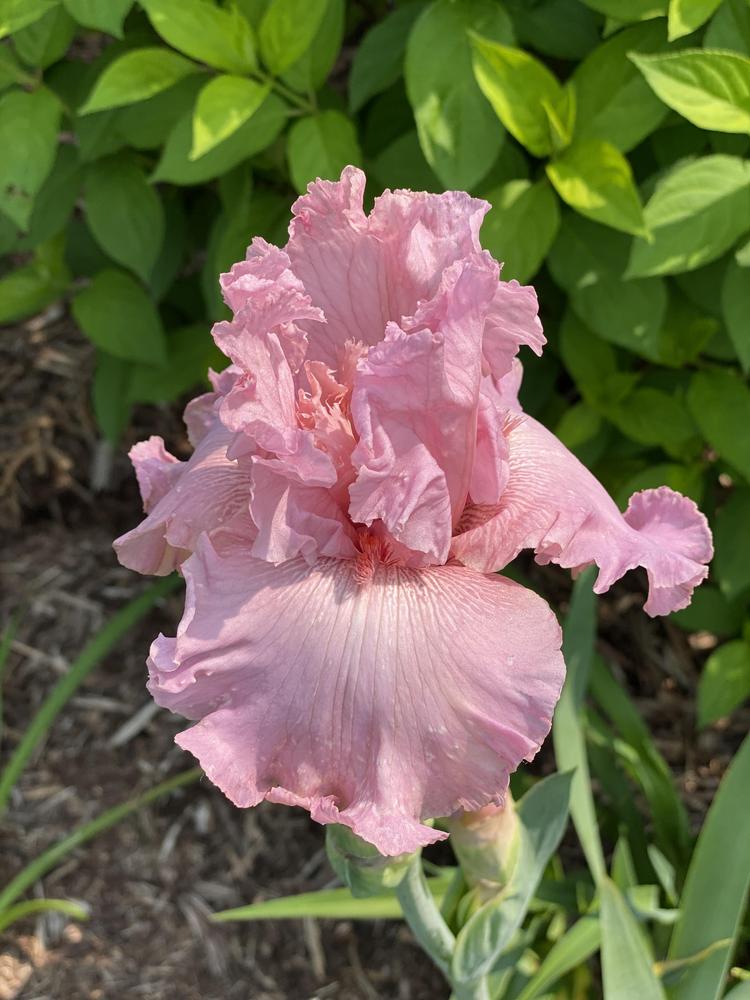 Photo of Tall Bearded Iris (Iris 'Star Appeal') uploaded by Legalily