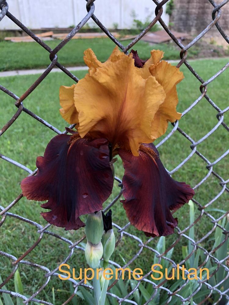 Photo of Tall Bearded Iris (Iris 'Supreme Sultan') uploaded by Lilydaydreamer