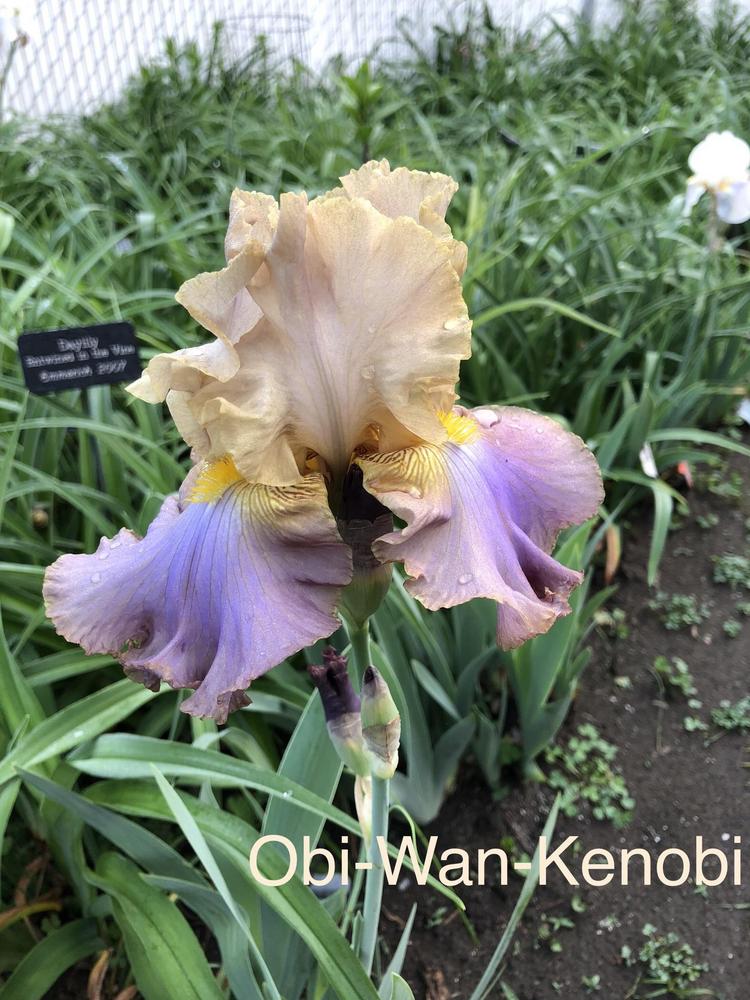 Photo of Tall Bearded Iris (Iris 'Obi-Wan Kenobi') uploaded by Lilydaydreamer