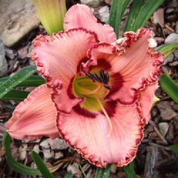 Location: my Zone 7b garden in North Georgia Mountains
Date: 2023-05-19
NoID 035 From 2022 from Daylily Society of Greater Atlanta as "So