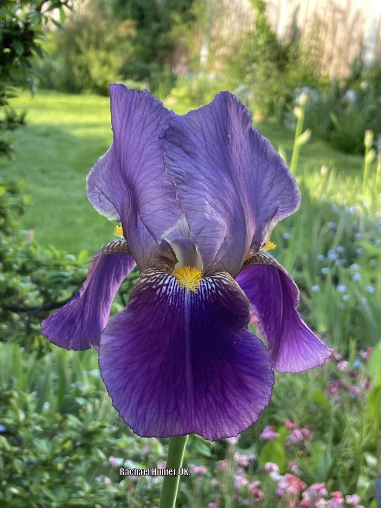 Photo of Tall Bearded Iris (Iris 'Lent A. Williamson') uploaded by RachaelHunter