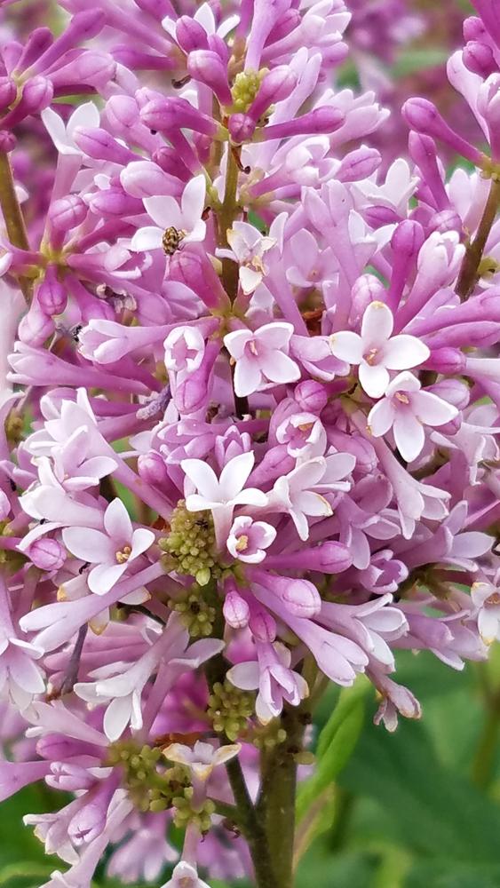 Photo of Common Lilac (Syringa vulgaris) uploaded by RootedInDirt