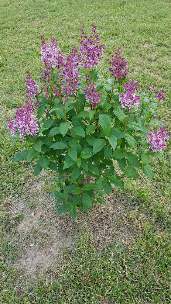 Photo of Common Lilac (Syringa vulgaris) uploaded by RootedInDirt