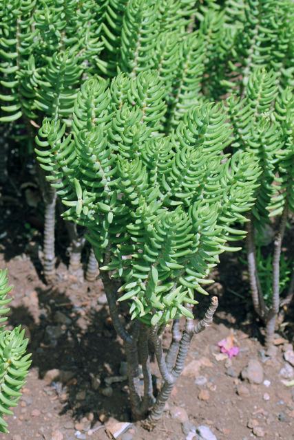 Photo of Miniature Pine Tree (Crassula tetragona) uploaded by RuuddeBlock