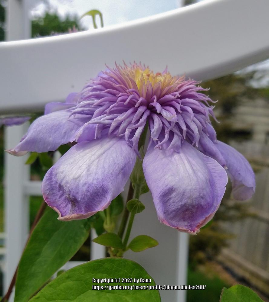 Photo of Clematis Blue Light™ uploaded by bloominholes2fill