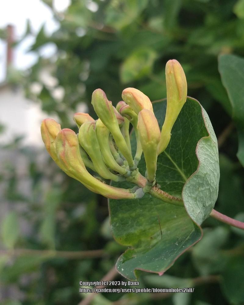 Photo of Coral Honeysuckle (Lonicera sempervirens) uploaded by bloominholes2fill
