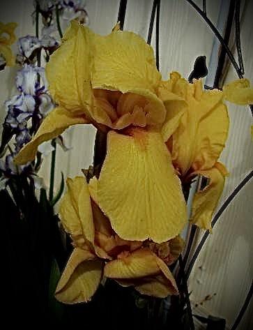 Photo of Irises (Iris) uploaded by bumplbea
