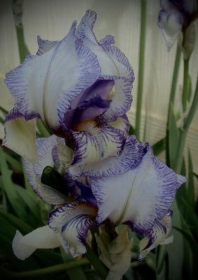 Photo of Irises (Iris) uploaded by bumplbea