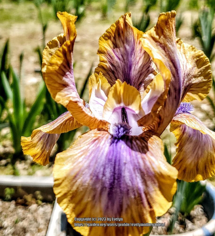 Photo of Arilbred Iris (Iris 'Genetic Artist') uploaded by evelyninthegarden
