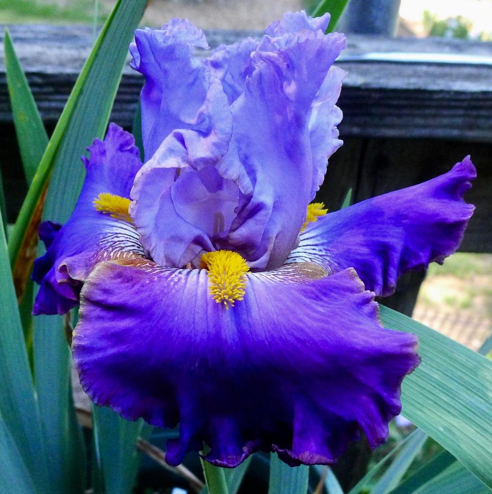 Photo of Tall Bearded Iris (Iris 'Edged Out') uploaded by janwax
