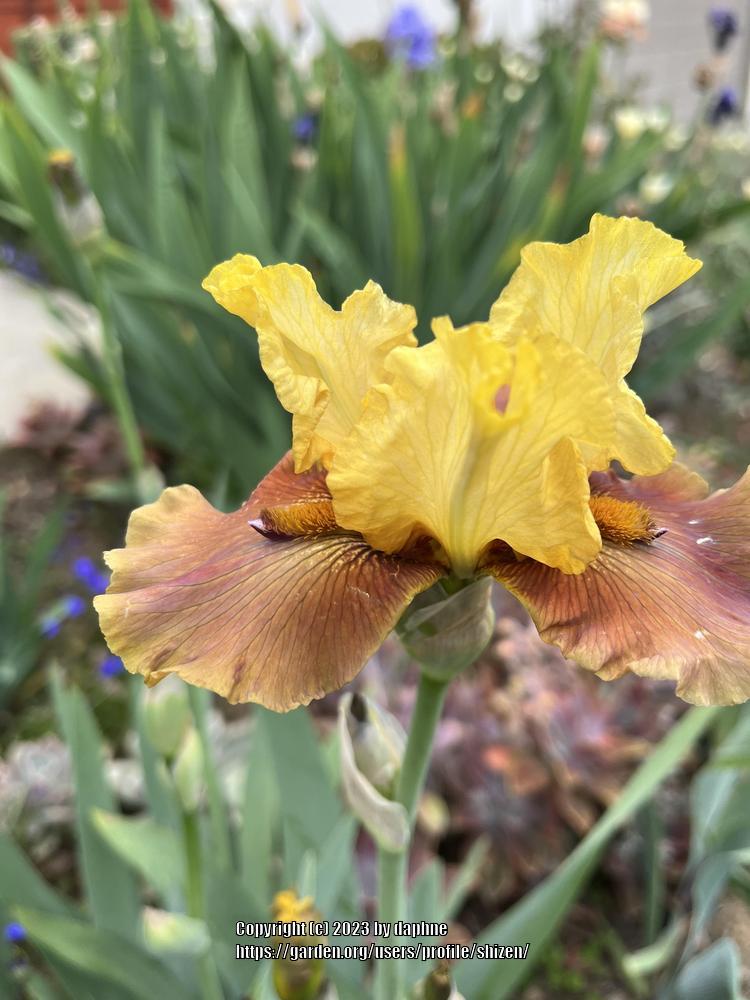 Photo of Tall Bearded Iris (Iris 'Avery's Hugs') uploaded by shizen