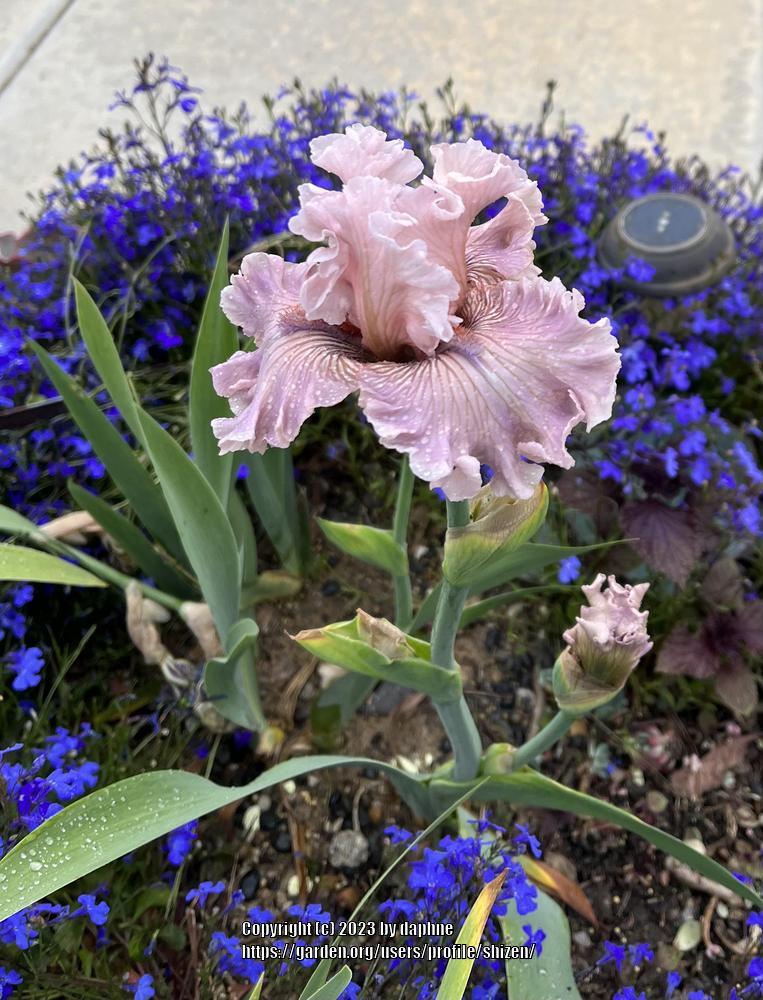 Photo of Tall Bearded Iris (Iris 'Another Suggestion') uploaded by shizen