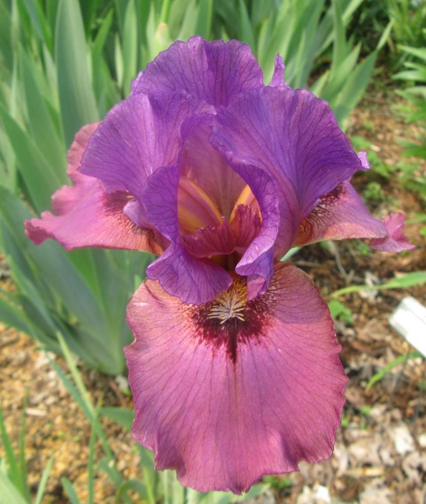 Photo of Arilbred Iris (Iris 'Suspect') uploaded by tveguy3
