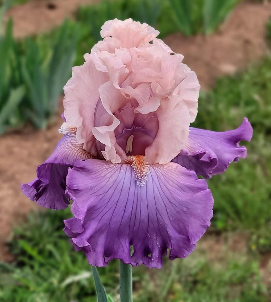 Photo of Tall Bearded Iris (Iris 'Marrying Kind') uploaded by Bitoftrouble