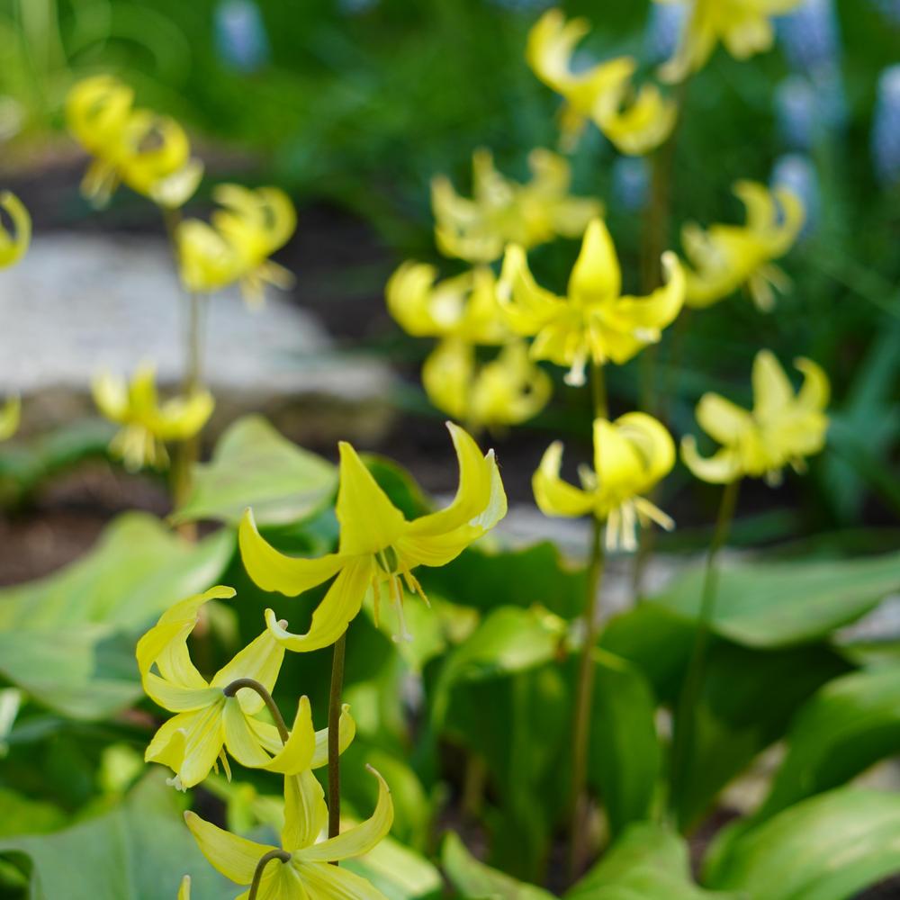 Photo of Trout Lily (Erythronium 'Pagoda') uploaded by D3LL