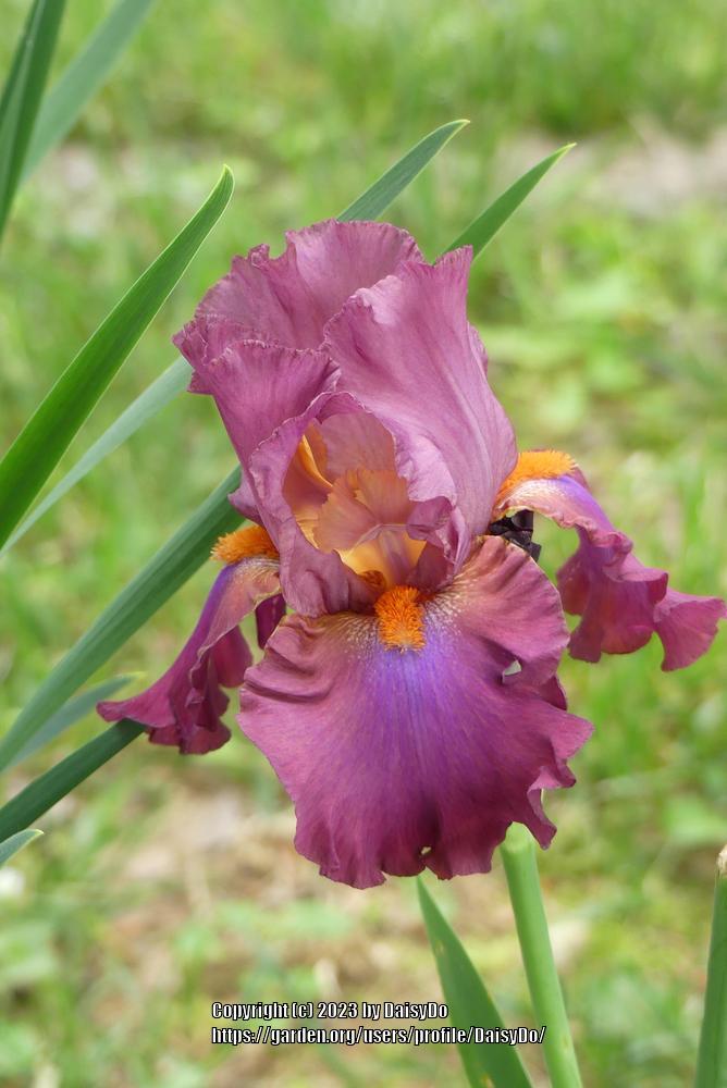 Photo of Tall Bearded Iris (Iris 'Sheer Ecstasy') uploaded by DaisyDo