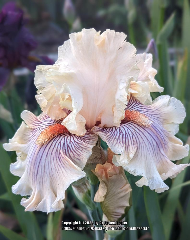 Photo of Tall Bearded Iris (Iris 'Escape from Boredom') uploaded by Gretchenlasater